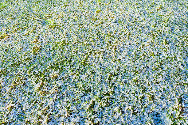 Sunny spring morning, snow melting on green grass. Lawn covered with snow in spring.