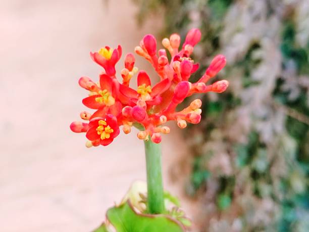 istock Jatropha podagrica 2210153806