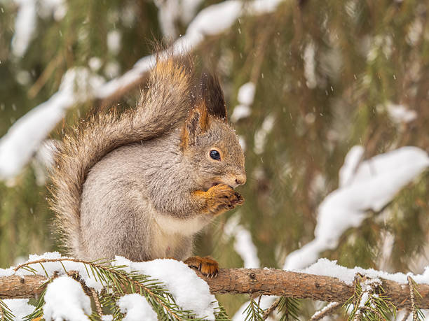 istock The squirrel with nut sits on tree in the winter or late autumn. 2210154238