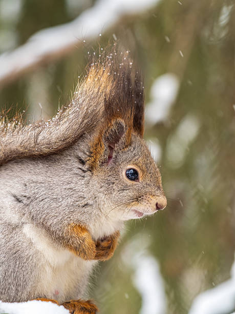 istock The squirrel sits on a branches without leaves in the winter or autumn 2210154285