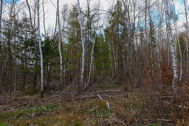 istock A spring forest with birch trees, fir trees, and other leafless trees under a blue sky with clouds. The first green grass and small white wood anemone flowers are visible on the ground. 2210155728