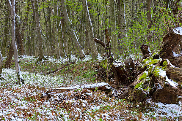 Spring forest in the Lviv Oblast, Ukraine, after a light snowfall. Thin tree trunks are covered with snow and the first greenery.