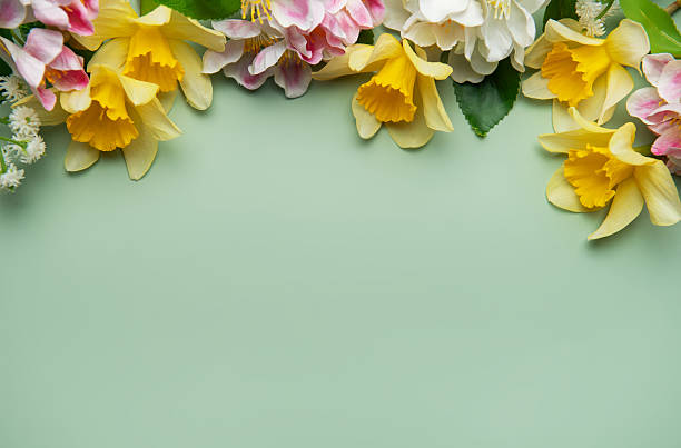 istock Daffodils and spring flowers creating a floral border on pastel green background 2210159334