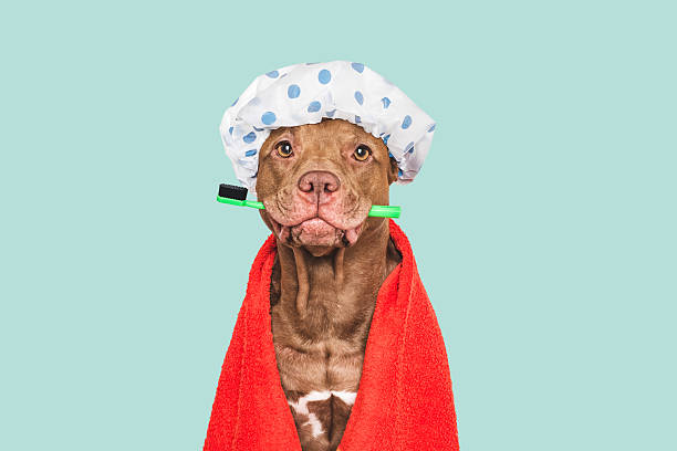 istock Cute dog, shower cap, toothbrush and towel 2210159738