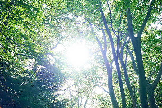 Sunlight through the forest in springtime.