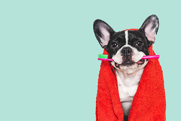istock Cute puppy, red towel and toothbrush. Studio shot 2210159785