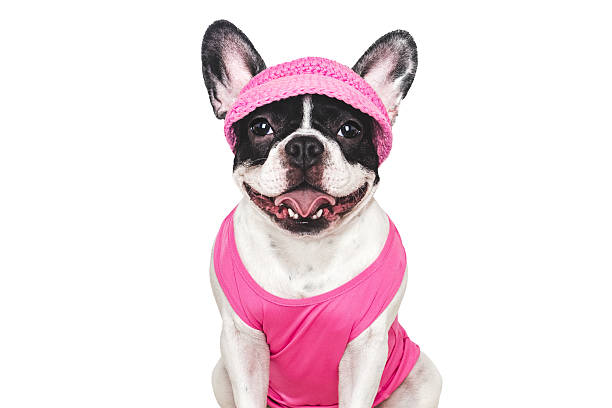 istock Cute puppy, sports jersey and cap. Preparing for training 2210159800