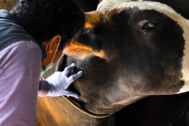 istock A veterinarian is vaccinating a cow 2210162330