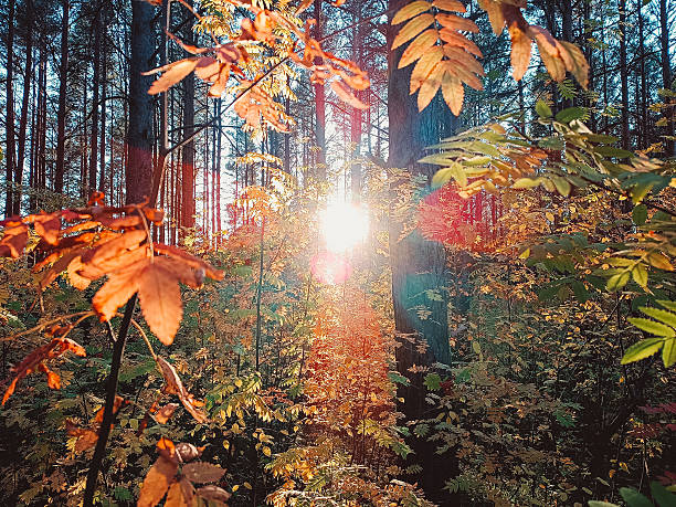 Bright sun shines through autumn leaves in the forest