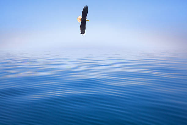 Bald Eagle (22 years) - Haliaeetus leucocephalus in front of a white background.