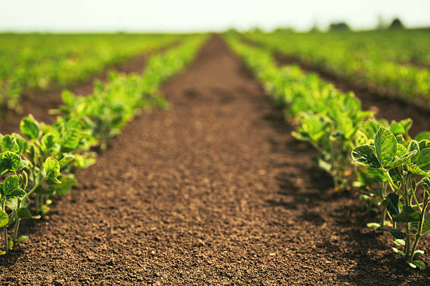 Plants growing in field
