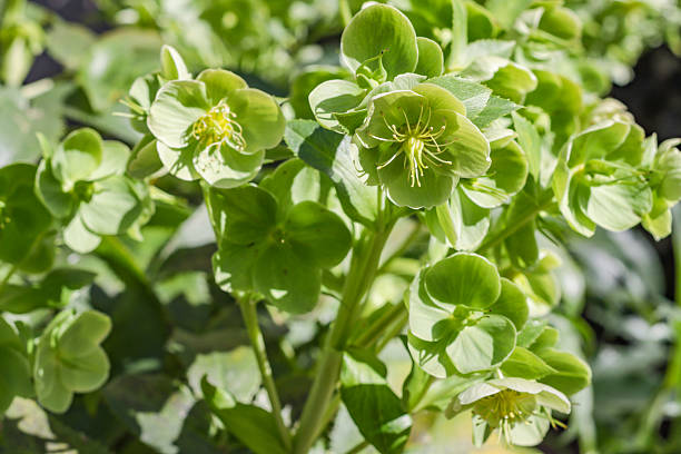 istock Stinking Hellebore (Bear's Foot) in Southwark, London 2210164111