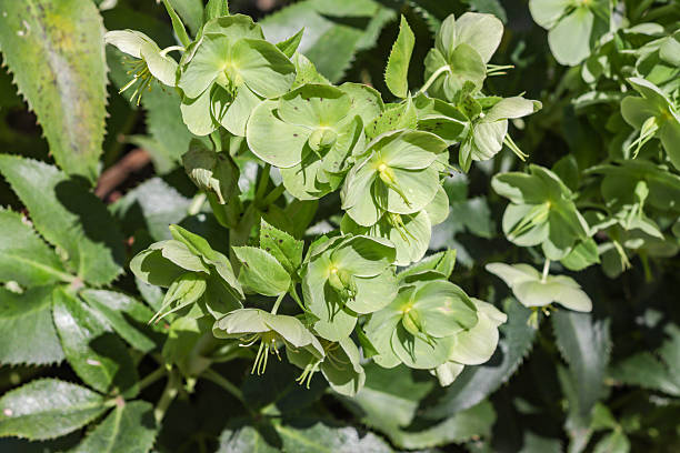 istock Stinking Hellebore (Bear's Foot) in Southwark, London 2210164113