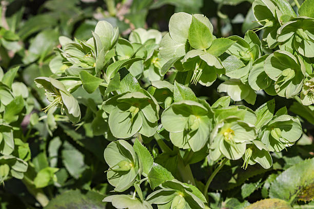 istock Stinking Hellebore (Bear's Foot) in Southwark, London 2210164125