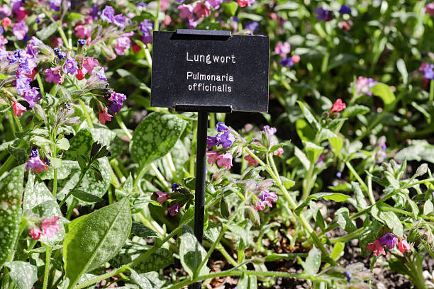 Lungwort (Pulmonaria officinalis) in Southwark, London