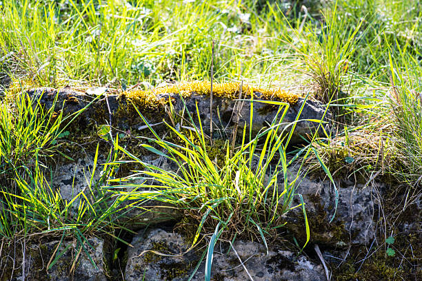 medium aperture, exposure time 1/125 sec., ISO 160, focal length macro 100 mm, UV filter, lens hood, full-frame camera,