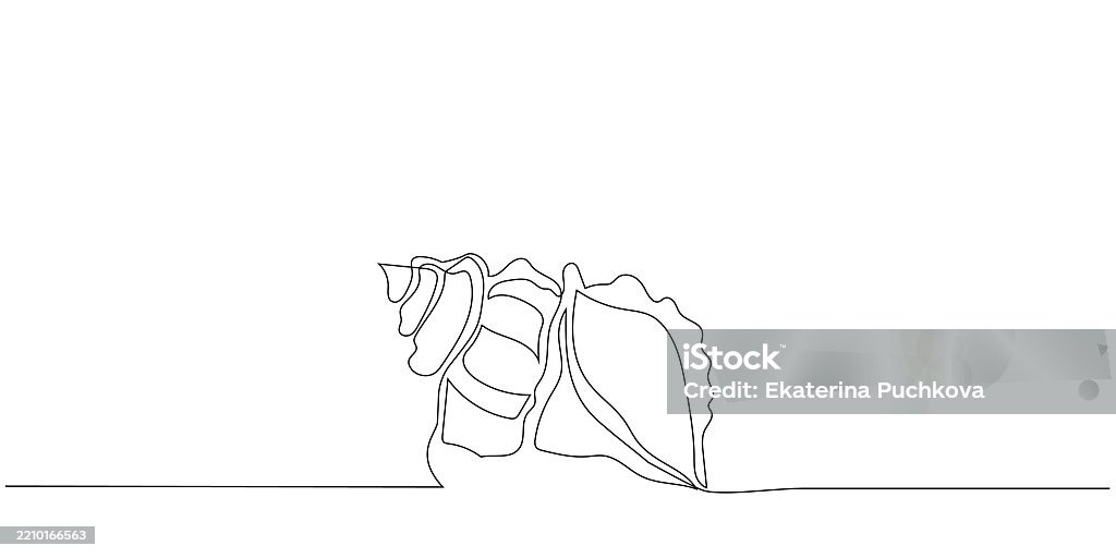 Shell Drawing Curves Continuous One Line Drawing Shell Beautifully Crafted In A Single Line ...