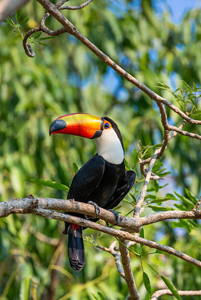 istock Toco toucan (Ramphastos toco) is sitting on a tree branch. Brazil. Pantanal. 2210166635