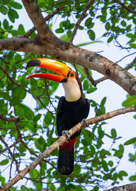 istock Toco toucan (Ramphastos toco) is sitting on a tree branch. Brazil. Pantanal. 2210166636