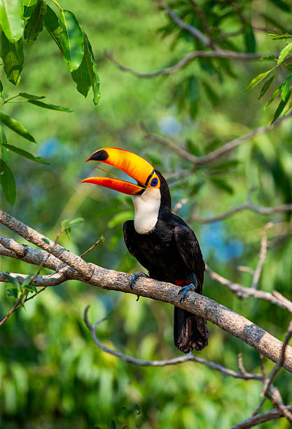 istock Toco toucan (Ramphastos toco) is sitting on a tree branch. Brazil. Pantanal. 2210166640