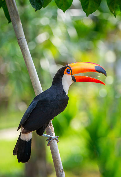 istock Toco toucan (Ramphastos toco) is sitting on a tree branch. Brazil. Pantanal. 2210166648