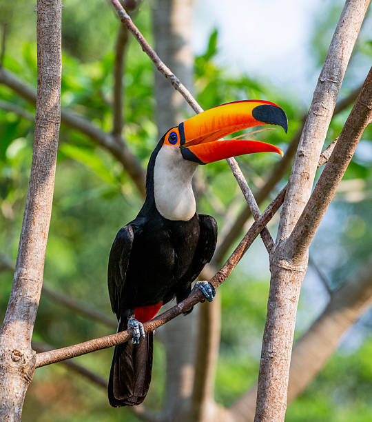 istock Toco toucan is sitting on a tree branch. Brazil. Pantanal. 2210166692