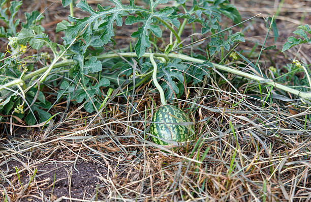 A small green plant with a small green fruit on it. The plant is surrounded by dry grass and dirt