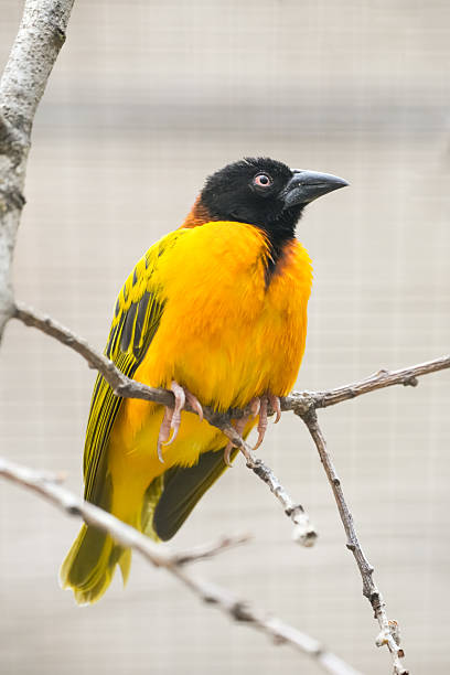 istock Exotic bird with yellow plumage and black head. 2210167958
