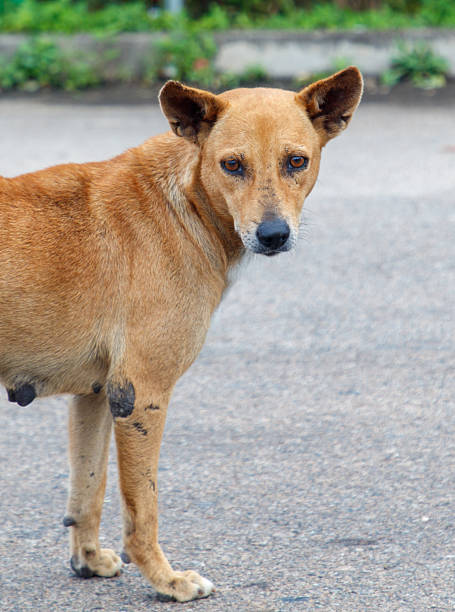 istock A dog with a scar on its leg stands on a road 2210167982