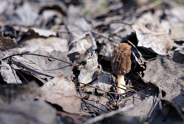 Close-up of a solitary morel mushroom (Morchella esculenta) growing amidst dry fallen leaves on the forest floor. The wrinkled, honeycomb-like cap is clearly visible, capturing the beauty of this edible wild fungus during early spring. The image emphasizes natural textures, seasonal growth, and the delicate presence of forest fungi.