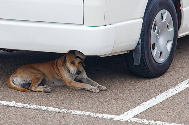 istock A dog is laying under a white van 2210168243