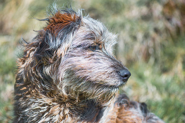 istock Hairy dog ​​in nature 2210169003