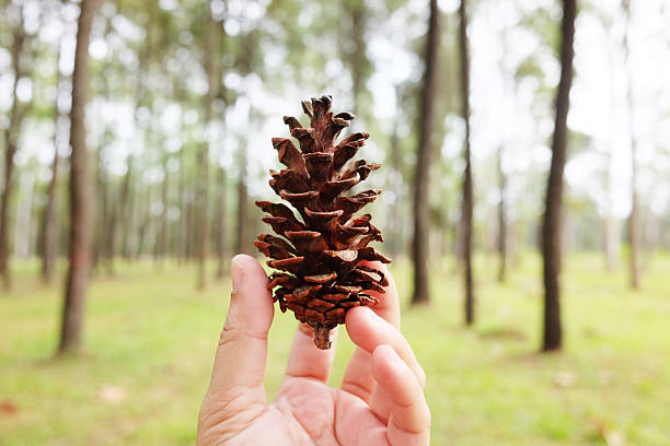 Hand holding a single dried pine cone in pine forest with natural sunlight