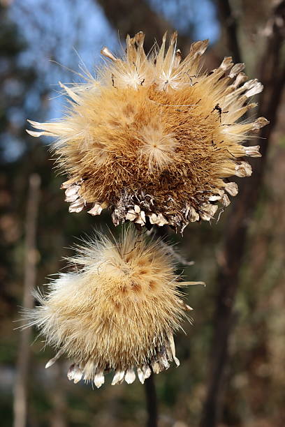 Globe artichoke or Cynara scolymus seed heads