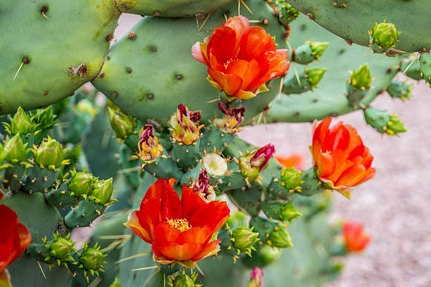 istock A flowering cactus in Tucson, Arizona 2210169551