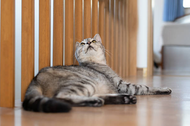 istock Cute cat lying on the floor 2210172027