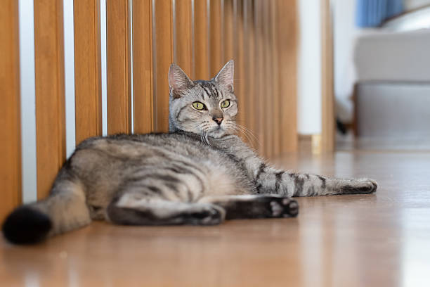 istock Cute cat lying on the floor 2210172036