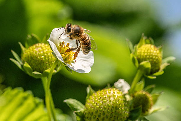 istock Bee on a strawberry flower 2210172323