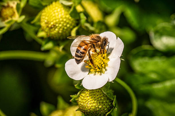 istock Bee on a strawberry flower 2210172327