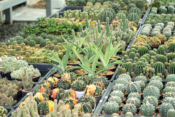 Explore a lush greenhouse filled with diverse cacti showcasing nature's vibrant beauty.