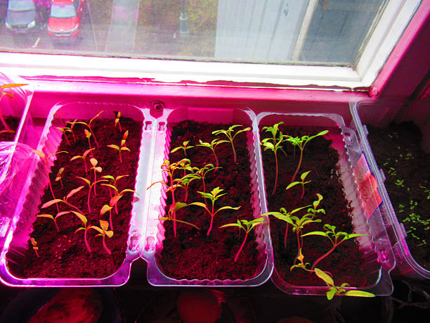 istock Growing plants under fluorescent lighting. Seedlings grown at home 2210177710
