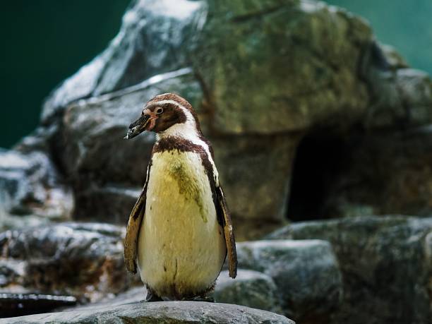 istock Penguin in a zoo setting on rocks. 2210178713