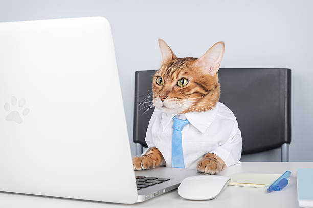 istock Business Cat in Shirt and Tie Working on Laptop 2210178896