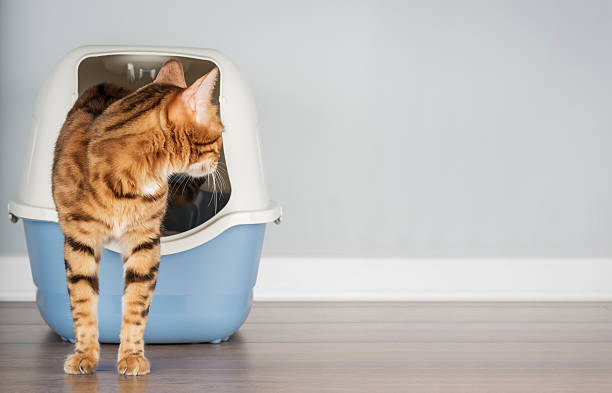 istock Bengal cat near litter box, pet care concept 2210179111