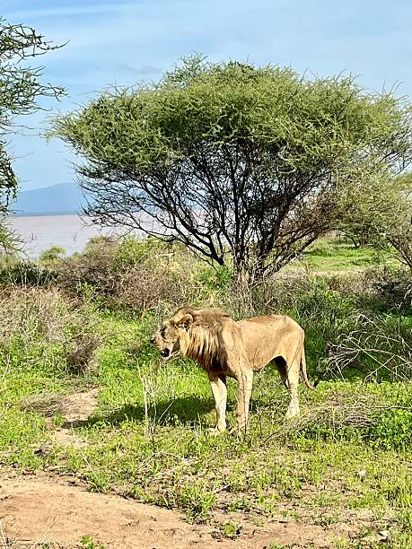 Uganda wildlife pictures