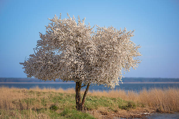A small tree, Prunus avium, blossoms with bright white flowers under the spring sunshine, set against the blue waters of the Achterwasser near Zempin, Usedom – a serene natural haven