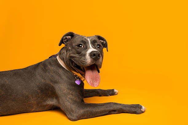 istock Playful Pit Bull Terrier Relaxing on Orange Backdrop 2210181411