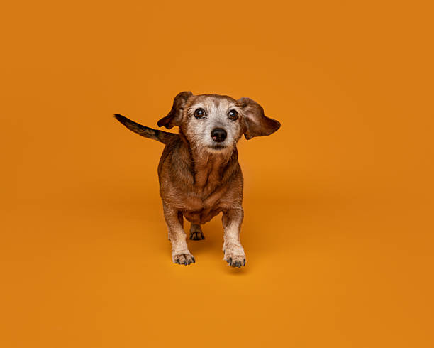 istock Senior Dachshund in Motion on Orange Background 2210181449