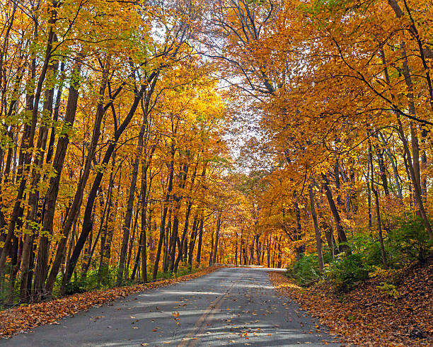 istock Road through colorful Autumn trees. 2210181453