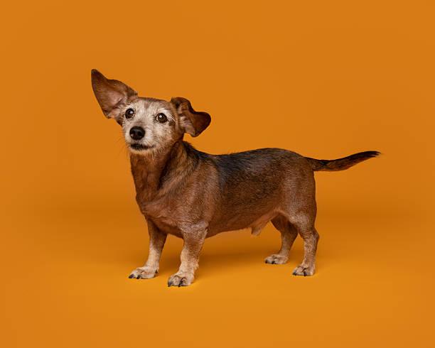 istock Senior Dachshund Standing Proud on Orange Background 2210181455